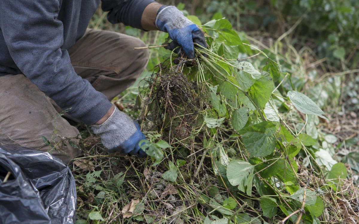 Invasive plant removal contractor